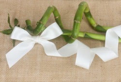 Four new eco-friendly ribbons for Papillon Ribbon & Bow